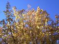 Autumn colours, University of New England IMGP8888
